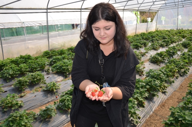 Çilek Yüz Güldürdü