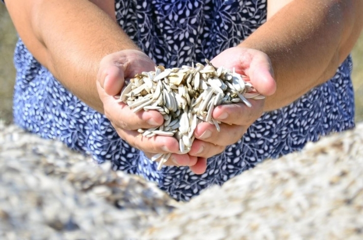 16 Bin Ton Çerezlik Ayçiçeğinden 150 Milyon Tl’lik Gelir Bekleniyor