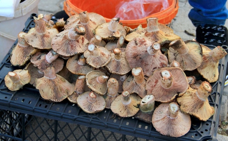 Çıntar Sezonu 20 Tl’den Açıldı