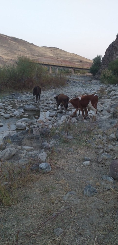 Kaybolan İnekleri Jandarma Buldu