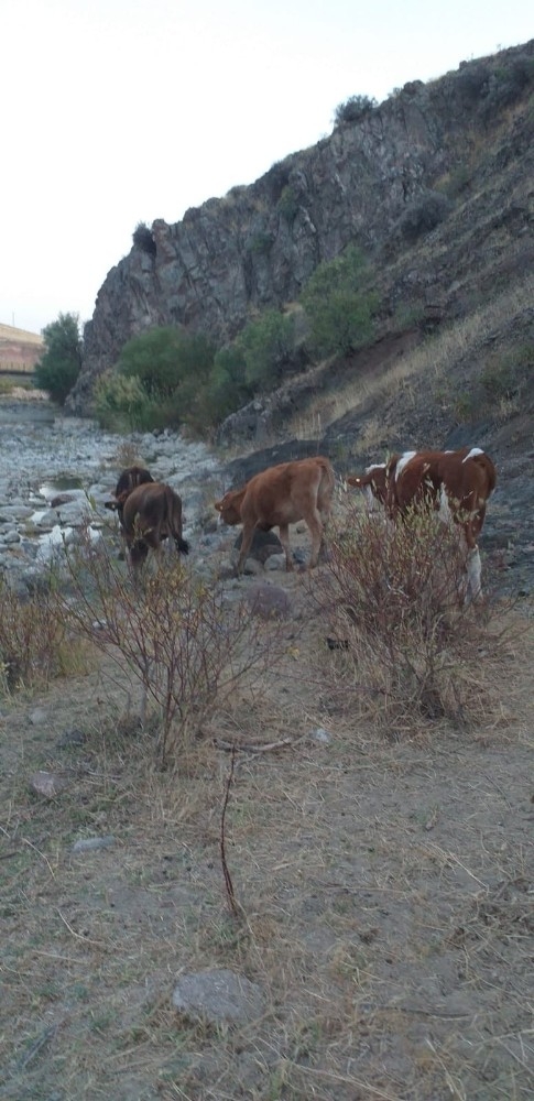 Kaybolan İnekleri Jandarma Buldu