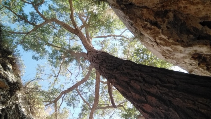 Kökleri Mağaranın İçerisinde, Görenler Bir Daha Bakıyor