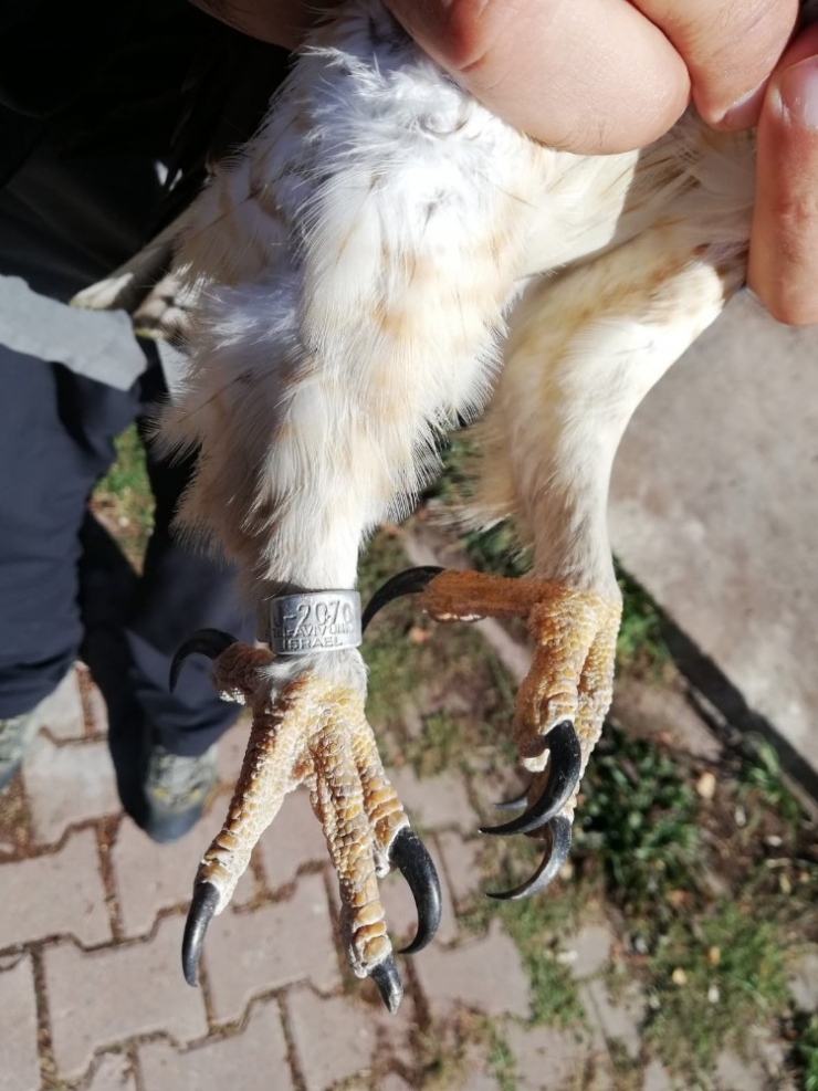 İsrail’de Halkalanmış, Sivas’ta Yaralı Bulundu