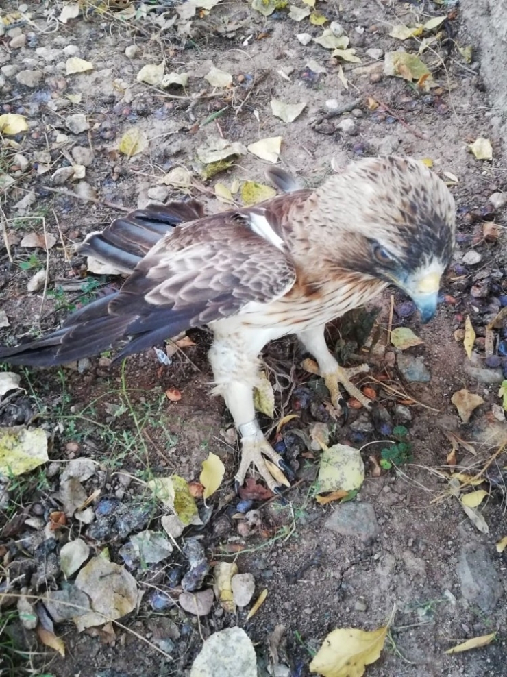 İsrail’de Halkalanmış, Sivas’ta Yaralı Bulundu