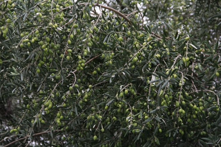 Zeytinde Rekolte Beklentisi 1 Milyon 515 Bin Ton