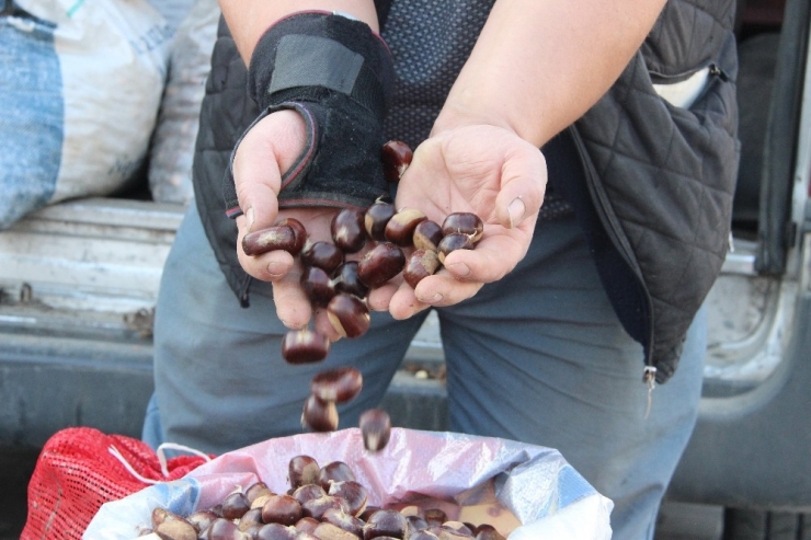 Türkiye’nin Kestane Pazarı Düzce’de Kuruluyor