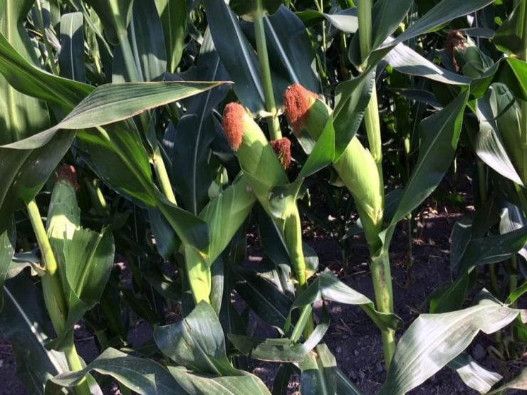 Uşak Ve Afyonkarahisarlılu Besiciler Silaj İhtiyacını Aslanapa İlçesinden Karşılıyor