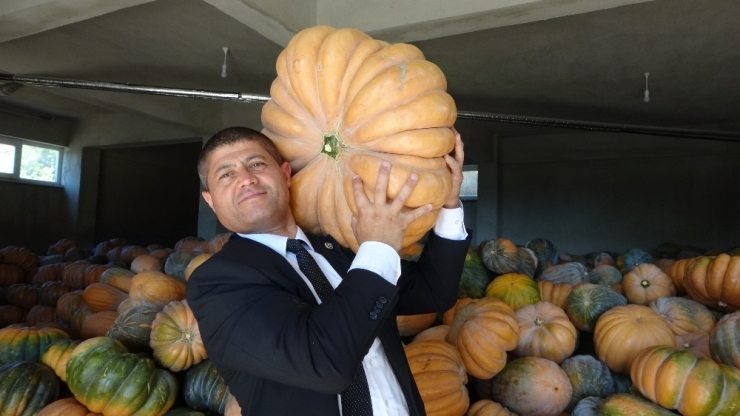 Adı Tatlı, Fiyatı Acı Bal Kabağı