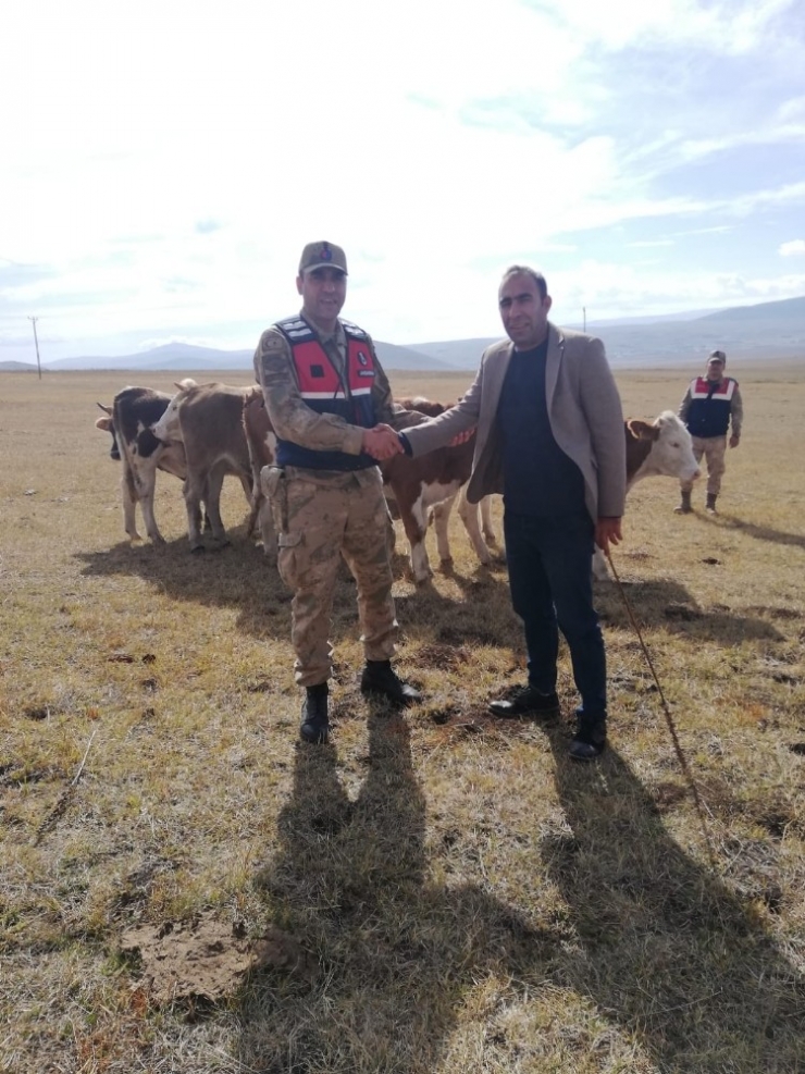 Çalınan 20 Büyükbaş Hayvandan 13’ü Bulundu