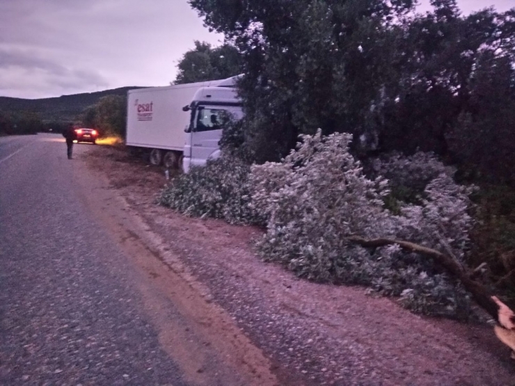 Ayva Yüklü Tır Çarptığı Zeytin Ağaçlarını Kökünden Söktü