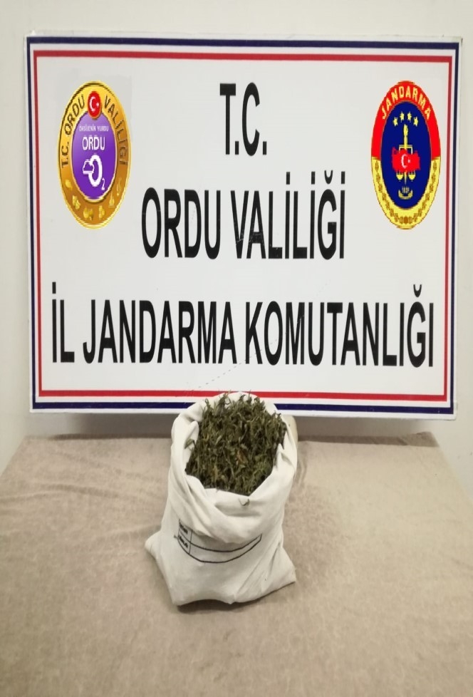 Ordu’da Uyuşturucu İle Mücadele Sürüyor