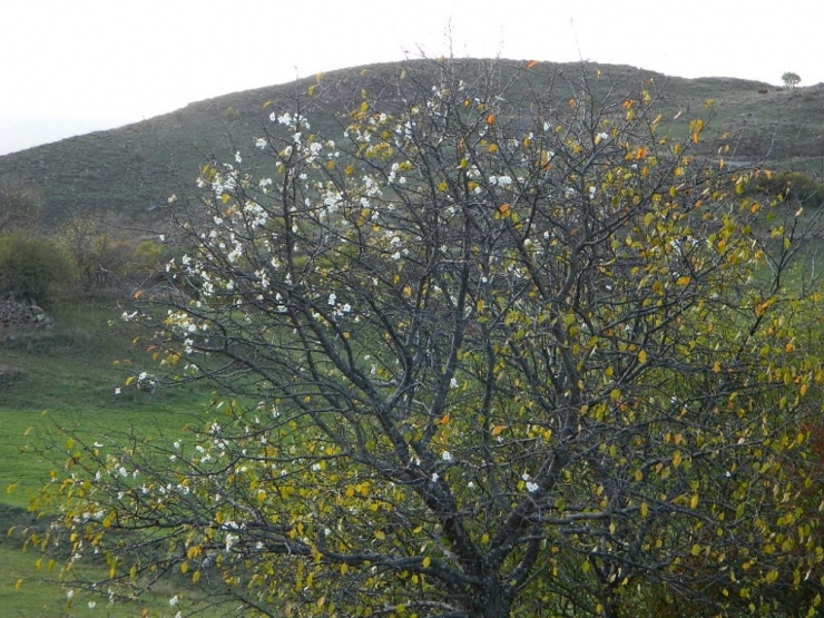 Posof’ta Sonbahar Ve İlkbahar Birlikte Yaşanıyor