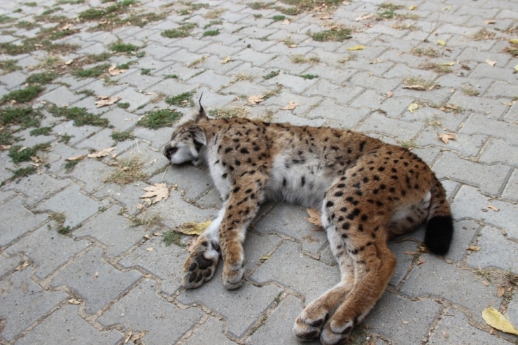 Nesli Tükenme Tehlikesinde Olan Vaşak Ölü Bulundu