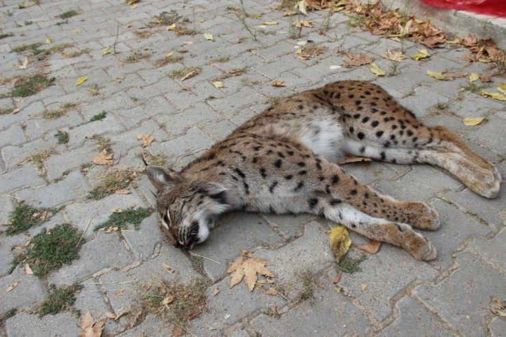 Nesli Tükenme Tehlikesinde Olan Vaşak Ölü Bulundu