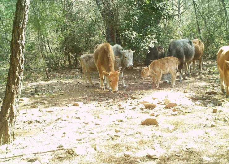 Fotokapana Takılan Görüntüler İzleyenleri Büyüledi