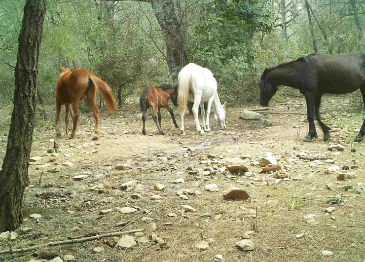 Fotokapana Takılan Görüntüler İzleyenleri Büyüledi