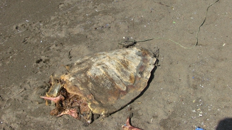 Sahilde Öldürülmüş Deniz Kaplumbağası Bulundu