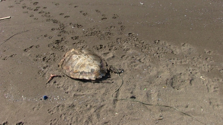 Sahilde Öldürülmüş Deniz Kaplumbağası Bulundu