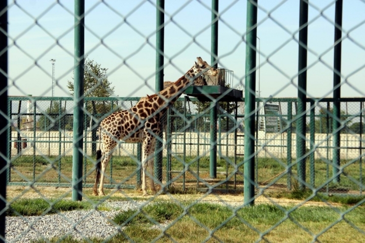 Kayseri Hayvanat Bahçesi 270 Bin Kişiyi Ağırladı