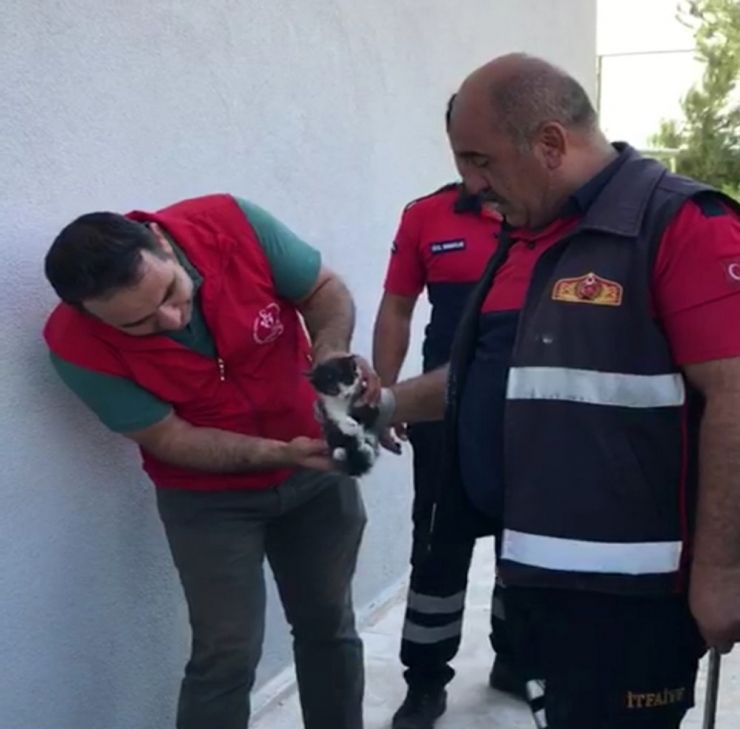 Yavru Kedi Sıkıştığı Yerden 2 Gün Sonra Kurtarıldı