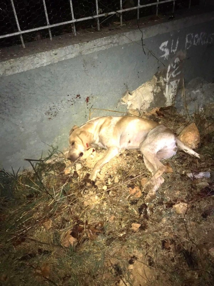 Sokak Köpeğini İşkenceyle Öldürdüler