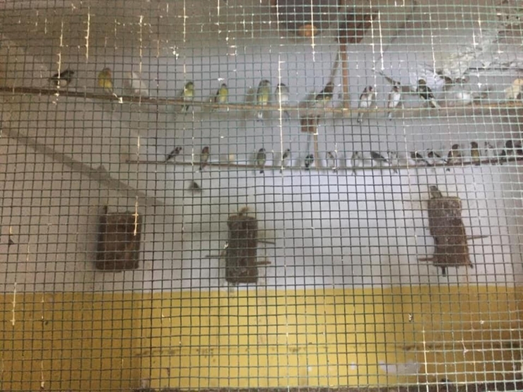 Koruma Altındaki Kuşları Kafeste Besleyen Şahsa 13 Bin 390 Tl Ceza