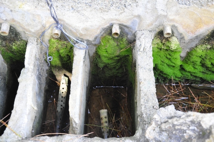 Türkiye’nin Muz İhtiyacının 5’te Birini Karşılayan Mahalle Susuzluk Sebebiyle Üretimi Bırakıyor