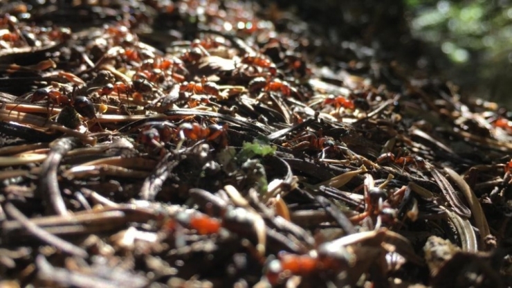 Uludağ’ın Orman Bekçileri Kırmızı Karıncalar