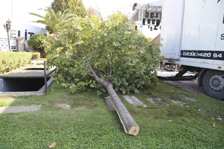 Konser Alanı Oluşturmak İçin Ağaçları Kestiler