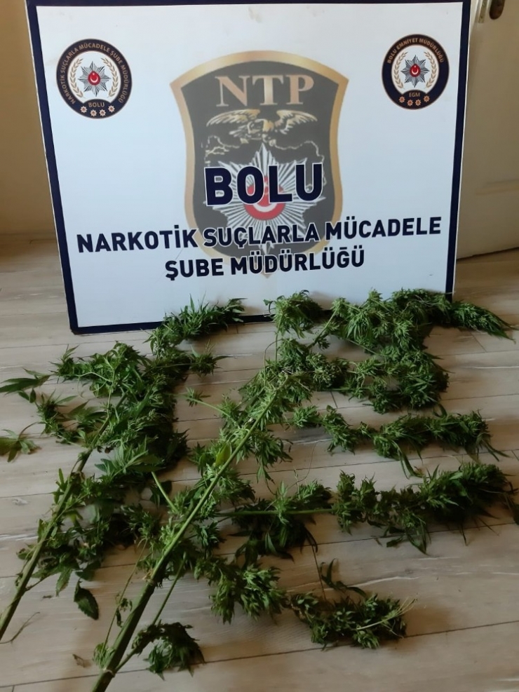 70 Yaşındaki Uyuşturucu Yetiştiricisi Adliyeye Sevk Edildi