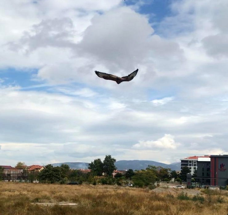 Isparta’da Yaralı Halde Bulunan ’Kızıl Şahin’ Doğaya Salındı