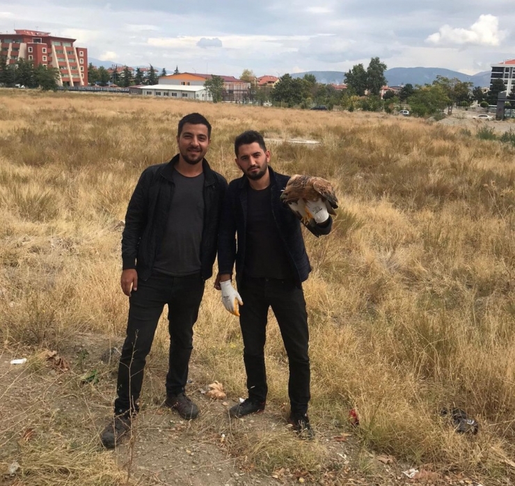 Isparta’da Yaralı Halde Bulunan ’Kızıl Şahin’ Doğaya Salındı