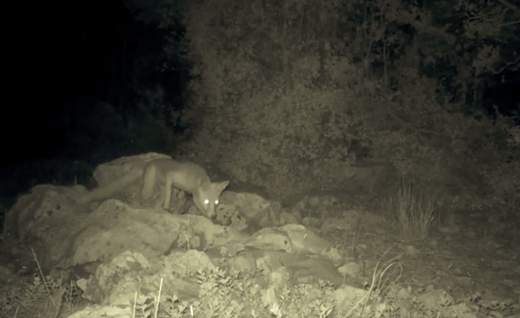 Burdur’da Yaban Hayvanları Su Havuzlarıyla Susuzluklarını Gideriyor