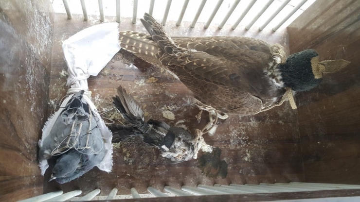 Yırtıcı Kuş Avı Yapan Şahsa 20 Bin 387 Liralık Büyük Ceza