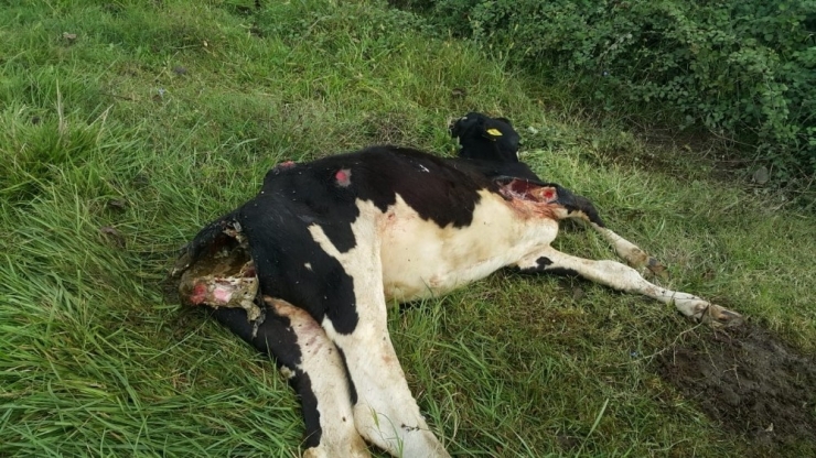 Başıboş Köpeklerin Saldırısına Uğrayan Buzağı Telef Oldu