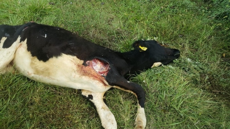 Başıboş Köpeklerin Saldırısına Uğrayan Buzağı Telef Oldu