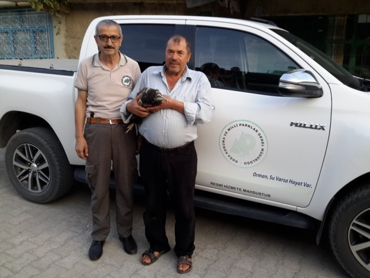 Yaralı Akbaba Koruma Altına Alındı