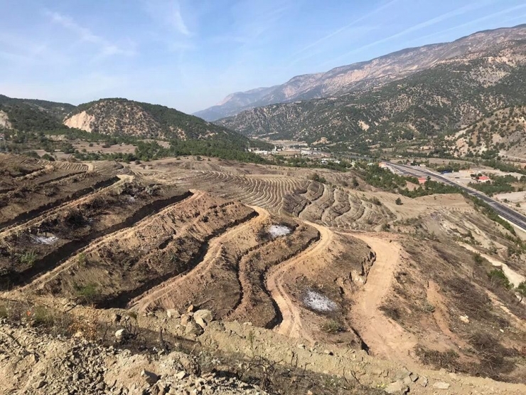 35 Bin Fidan Dikilecek