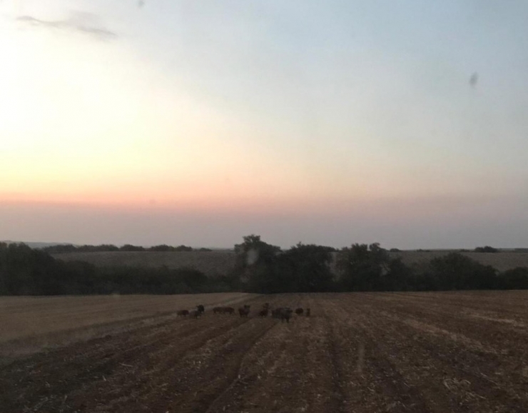 Tarım Arazilerine Giren Domuz Sürüsü Çiftçileri Tedirgin Etti