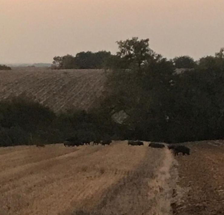 Tarım Arazilerine Giren Domuz Sürüsü Çiftçileri Tedirgin Etti