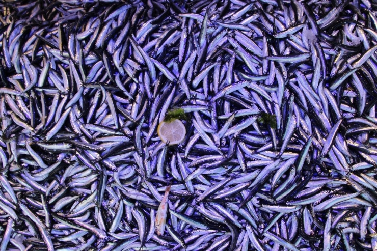 Hamsi Fiyatlarındaki Oynaklık Borsa İstanbul’u Aratmıyor