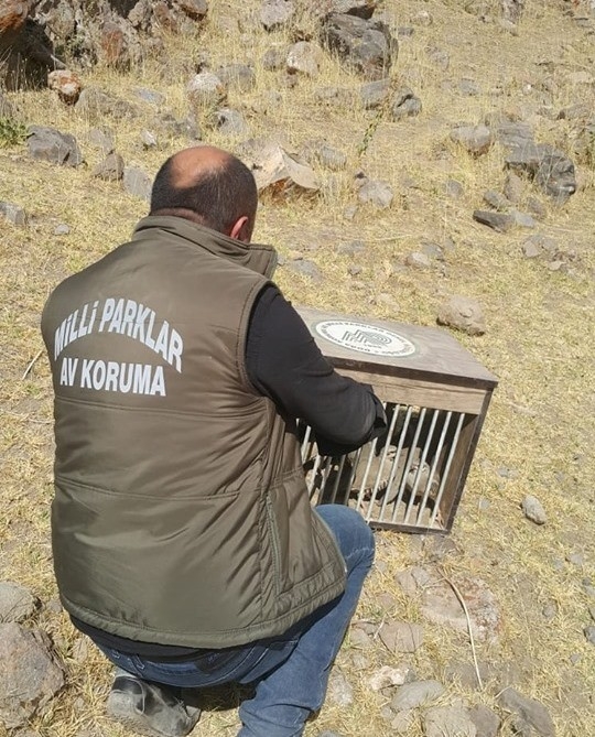 Tedavileri Tamamlanan 12 Keklik Doğaya Bırakıldı