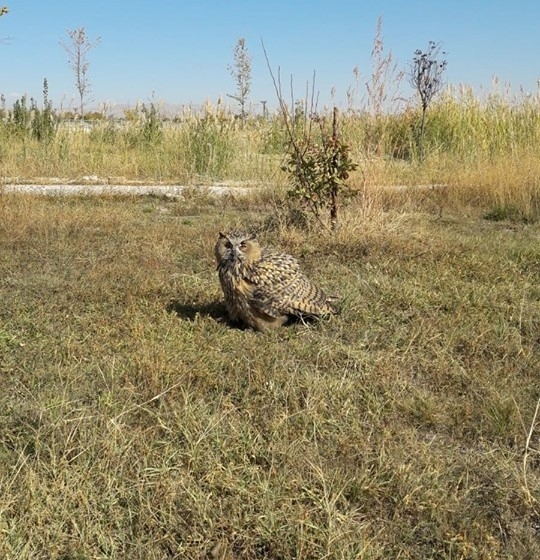 Yaralı Puhu Tedavi Altına Alındı