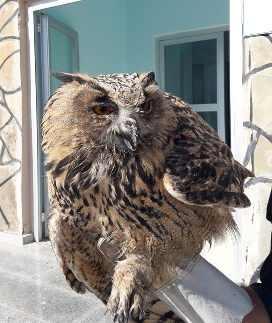 Yaralı Puhu Tedavi Altına Alındı