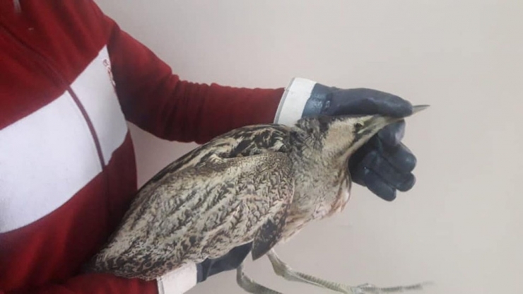 Kars’ta Yaralı Balaban Kuşu Tedavi Altına Alındı