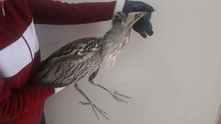 Kars’ta Yaralı Balaban Kuşu Tedavi Altına Alındı