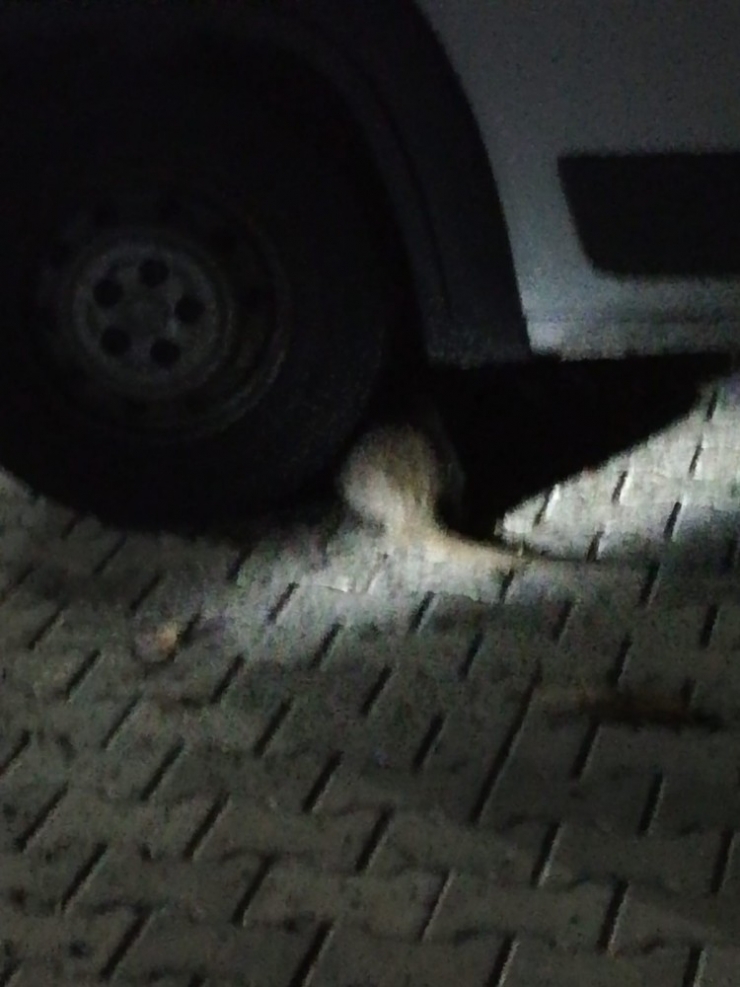 Tekirdağ’da Su Maymunu Gören Vatandaş Hem Korktu Hem Şaşırdı