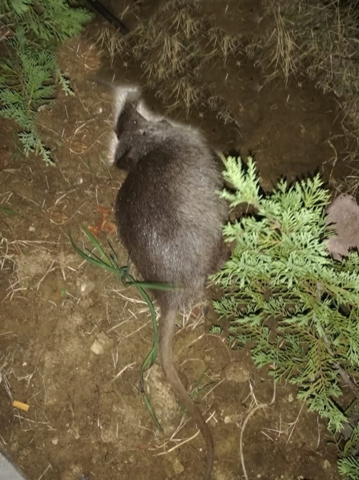 Tekirdağ’da Su Maymunu Gören Vatandaş Hem Korktu Hem Şaşırdı