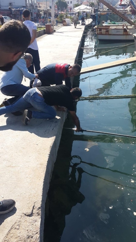 Denize Düşen Kediyi İtfaiye Ekipleri Kurtardı