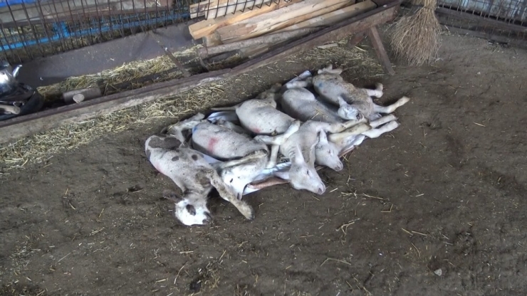 Köyde Esrarengiz Olay, 150 Kuzu Telef Oldu